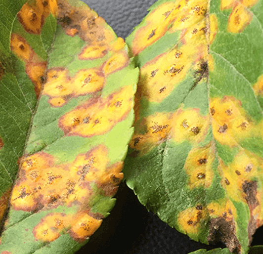 Pest And Disease Center Cedar Rust Sideimage2 608X341