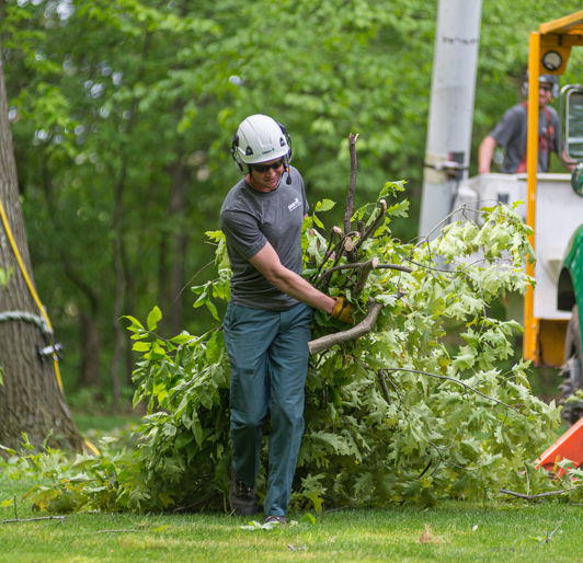 tree removal Memphis, TN