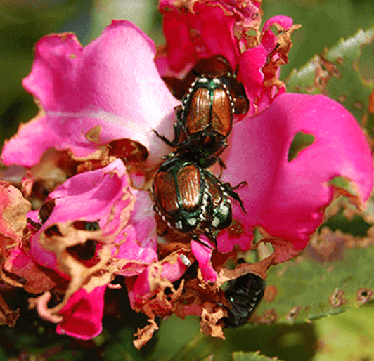Pest And Disease Center Japanese Beetle Control On Woody Sideimage3 608X341