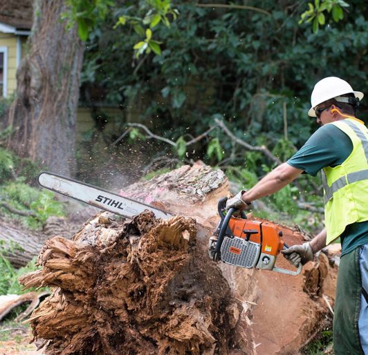 Davey Tree Tree Removal