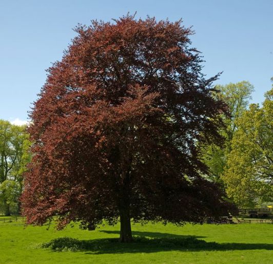 Tree Fertilization Memphis, TN