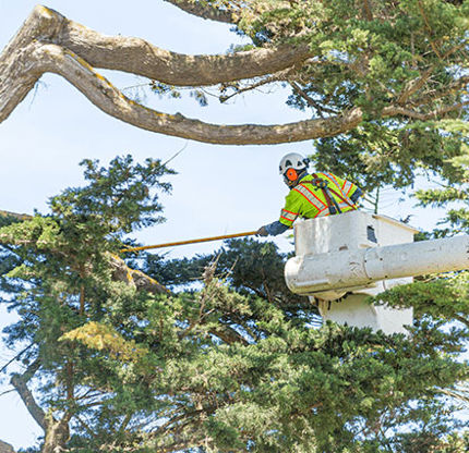 Lightning Protection for Trees Memphis, TN