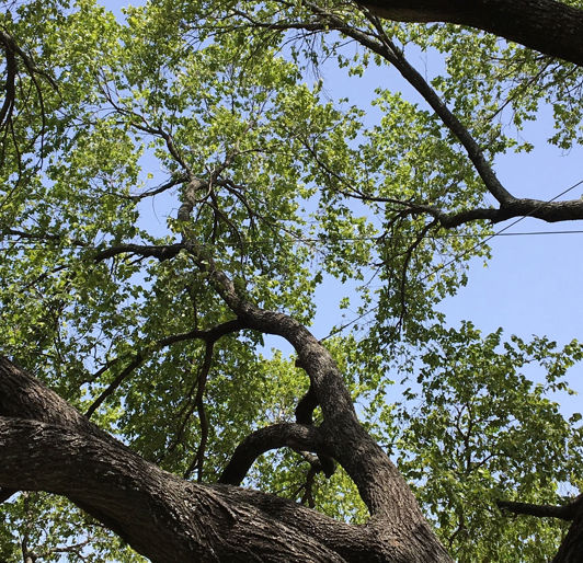 tree cabling & bracing memphis TN