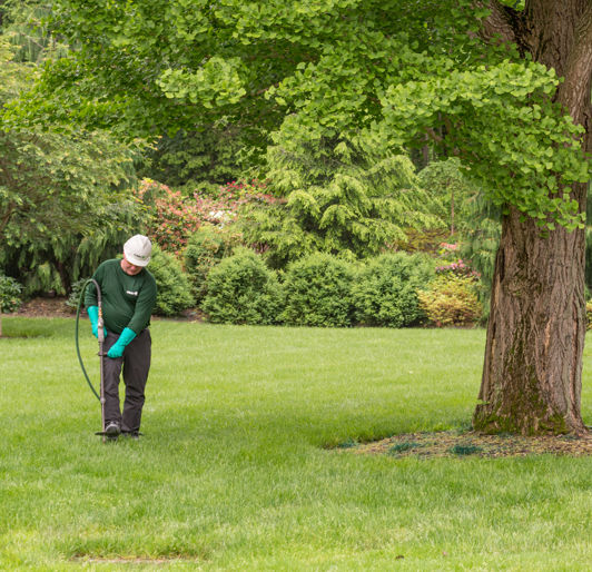 Tree Fertilization Memphis, TN