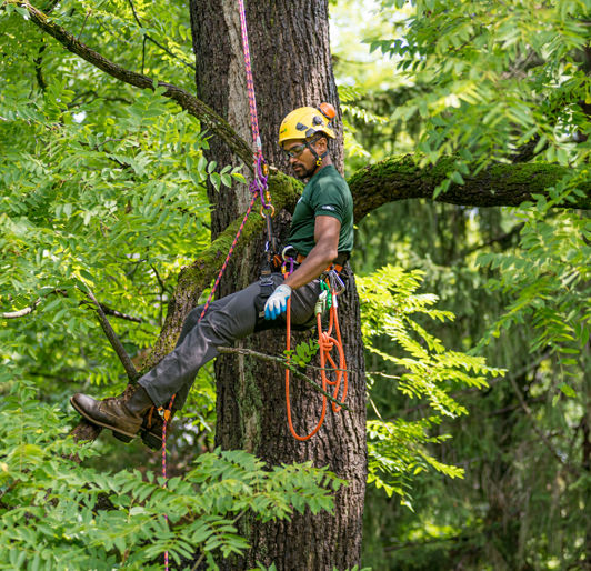 tree cabling & bracing memphis TN